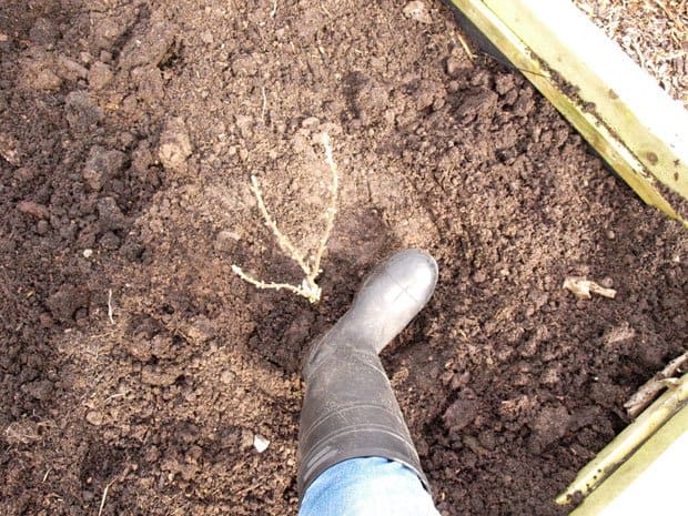 heeling in blackcurrant bush 