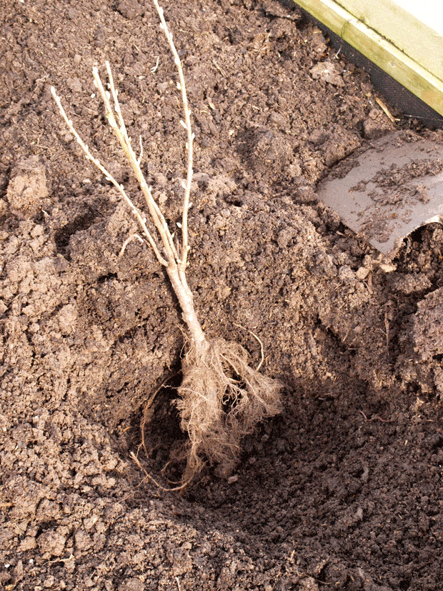 Hole in soil with blackcurrant bush