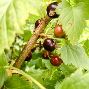 Ripening Blackcurrants on the bush