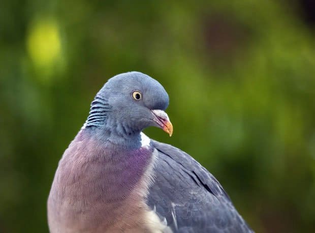 Wood Pigeon 