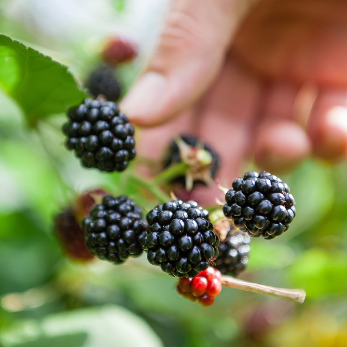 Pickin gblackberries