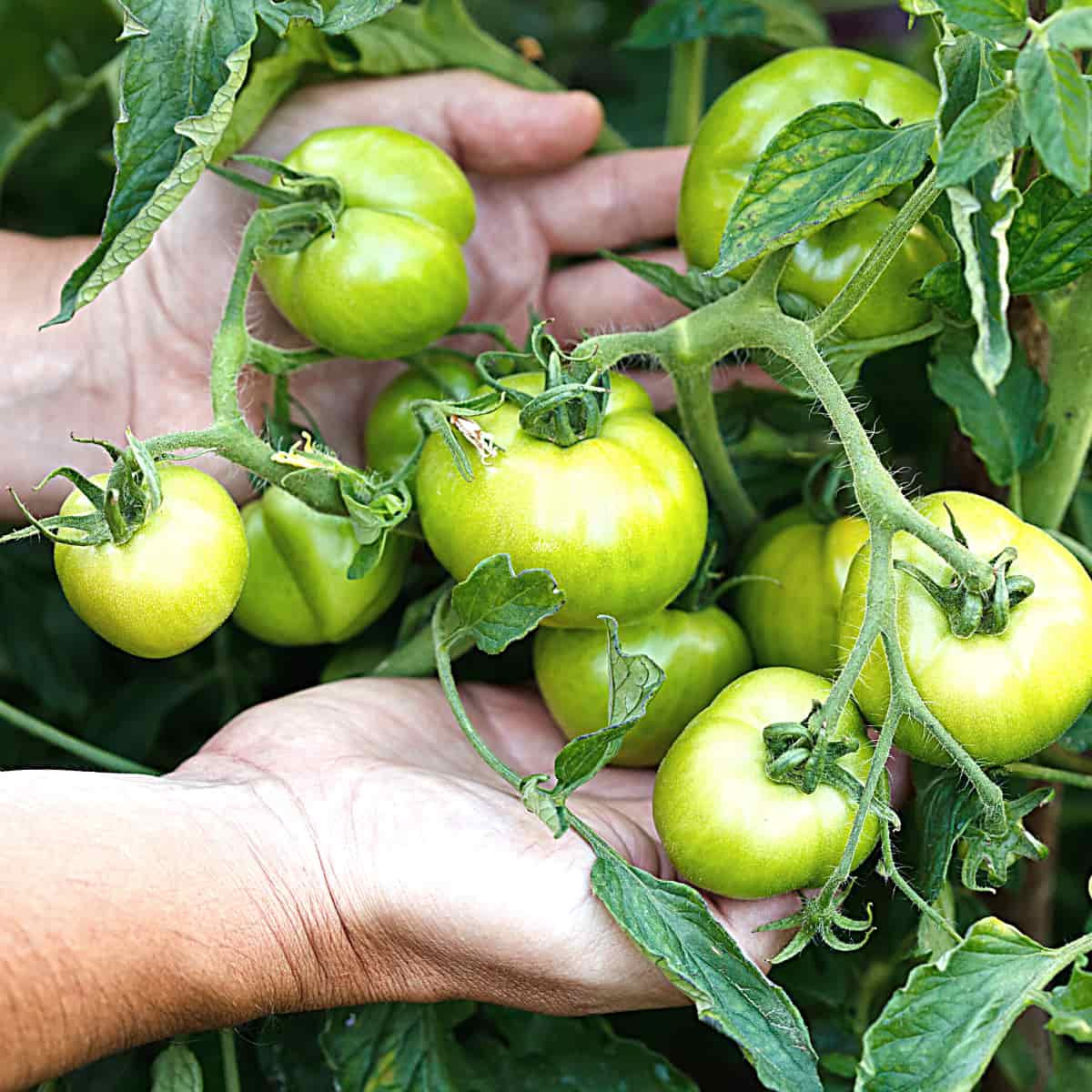 Green Tomato Chilli Jam Farmersgirl Kitchen