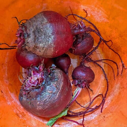 beetroot in bucket