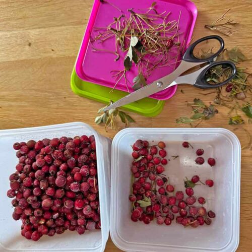 preparing haws for haw jelly